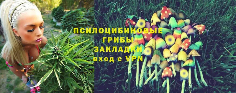 Галлюциногенные грибы Psilocybe  Щёкино 